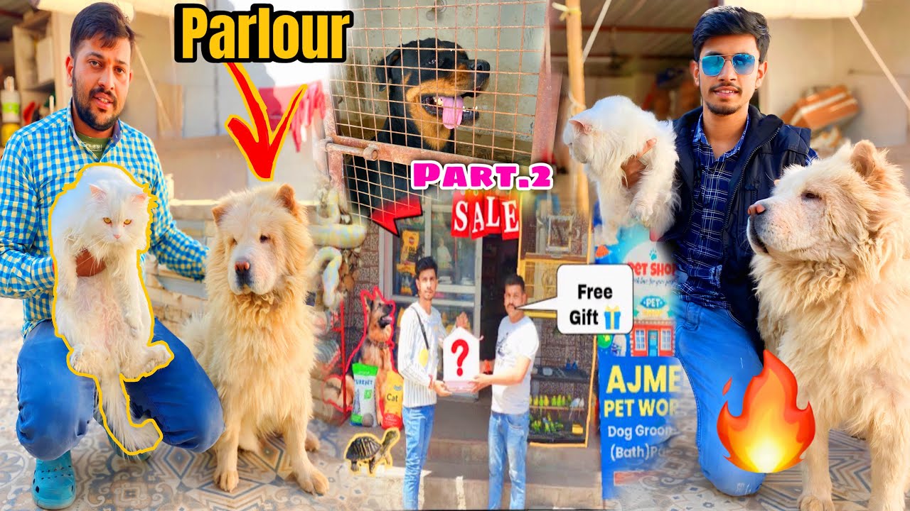 😁Best pet shop / Dog Grooming Both 😻 ( Parlour) starting price  2000 🤑 in Ajmer city (Part 2)