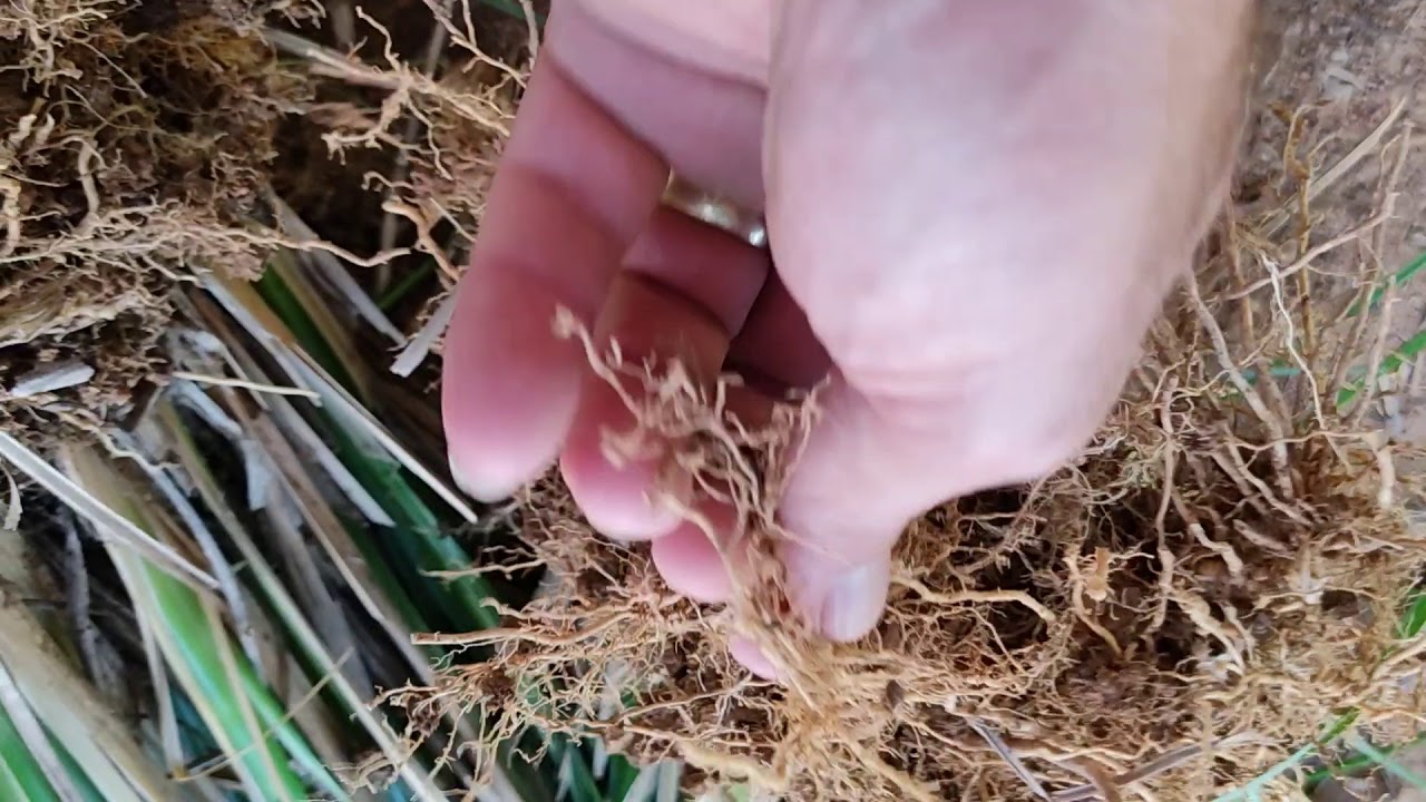 Controle de erosão! Capim-vetiver, insuperável 🤩🤳🤜🤛🤓👩‍🌾