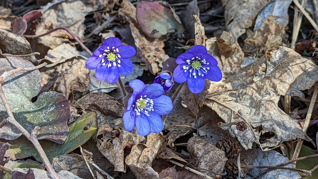 Sinivuokko | Lehtosinivuokko | Hepatica nobilis HDR HLG