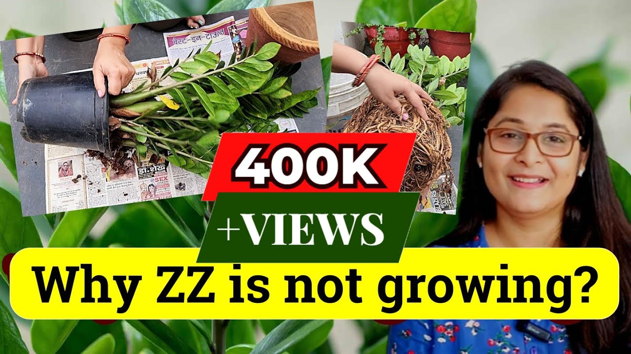 🔴7 TIPS TO GROW HEALTHY ZZ PLANT, WATERING, LOW LIGHT, LEAF PROPAGATION & CARE #zzplant #gardening