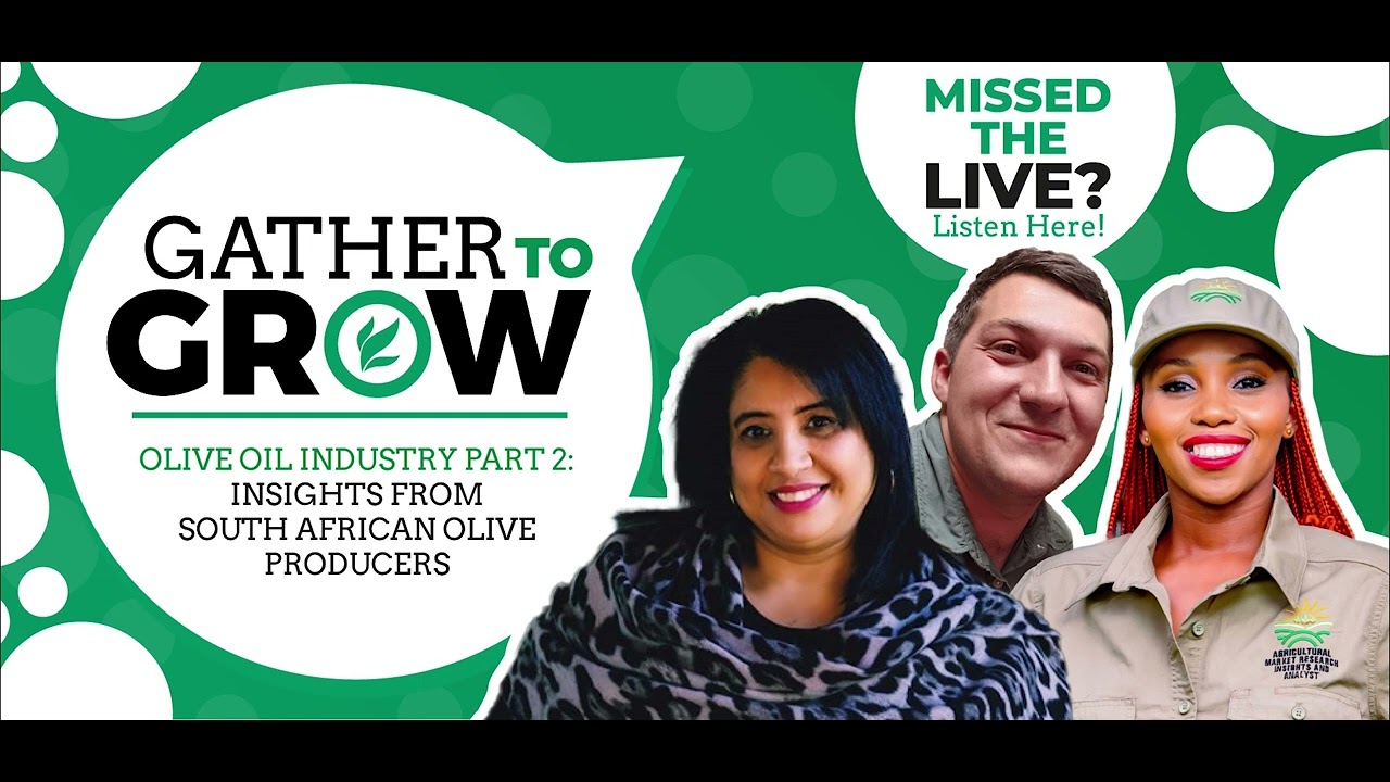 Olive Oil Industry Part 2: Insights from South African Olive Producers | Gather to Grow