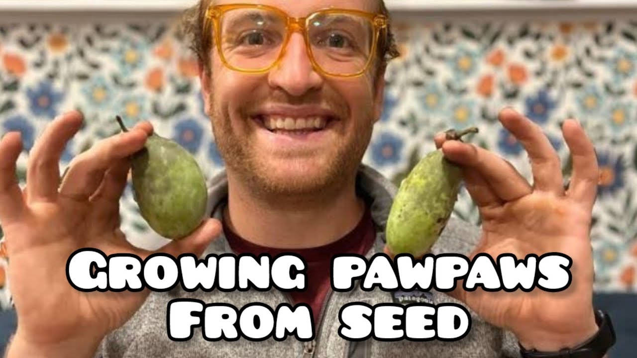 Pawpaw Experiments