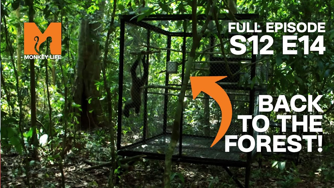 The First Gibbon Release in Three Years | Season 12 Episode 14 | Full Episodes | Monkey Life