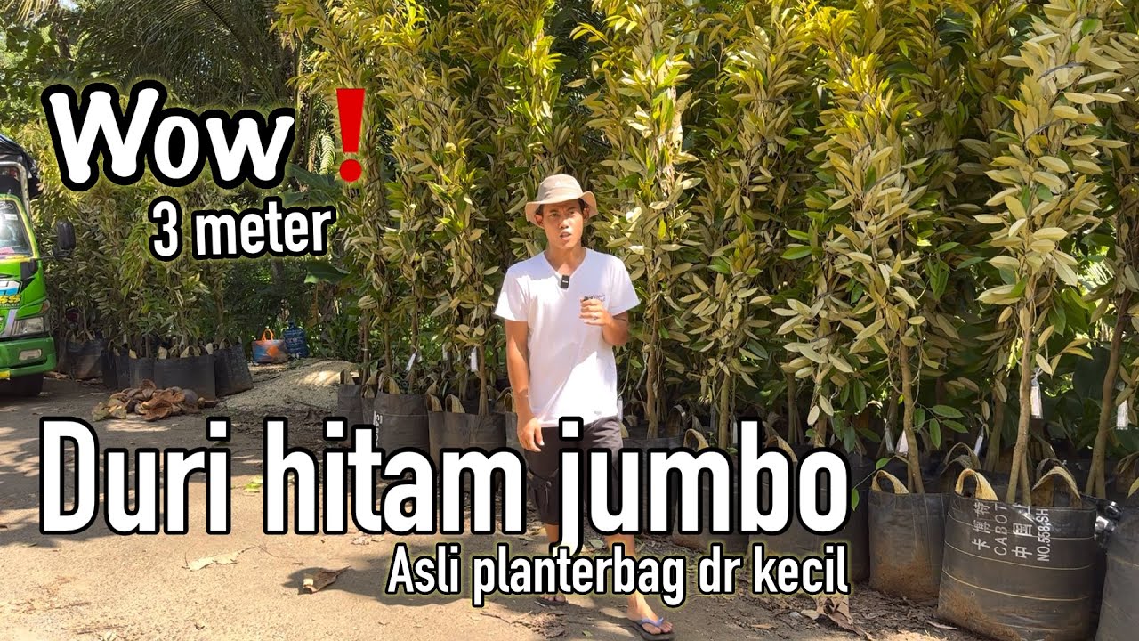 Duri hitam jumbo 3 meter asli rawatan planterbag dr kecil