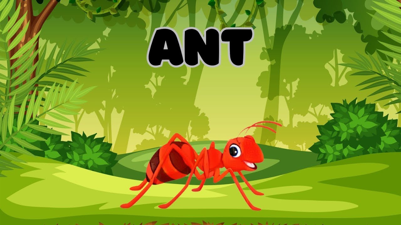 Insects | Colorful insects | Insects Around Us | Insects Name with Pictures | Kids Learning Video