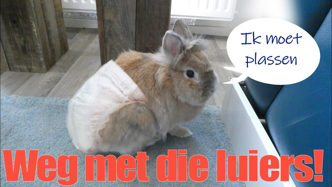 Konijn ZINDELIJK MAKEN: laat je konijn op een kattenbak plassen