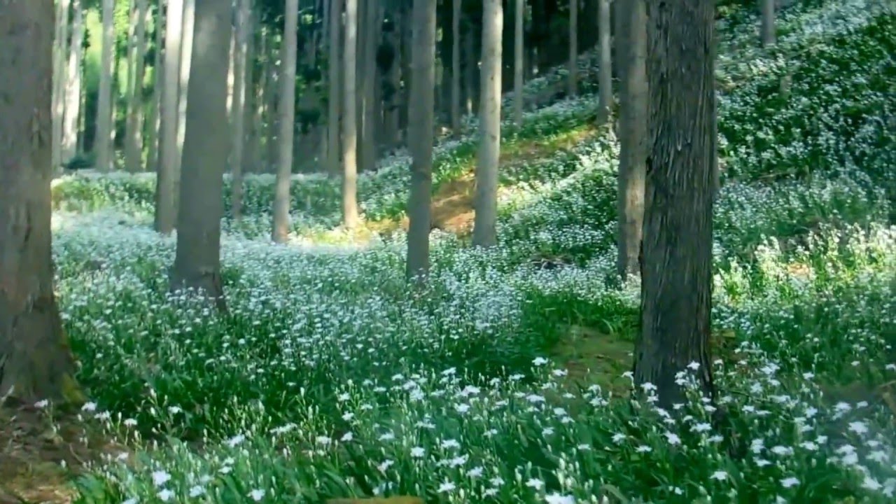 一斉開花真っ白なシャガの花群生地・市芽野・あやべ