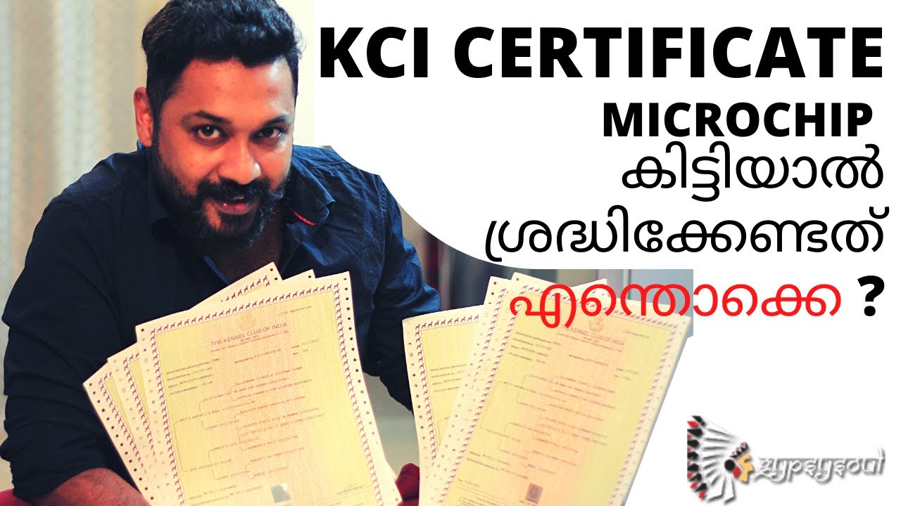#Labrador #ChillytheLab | 𝐊𝐂𝐈 𝐂𝐞𝐫𝐭𝐢𝐟𝐢𝐜𝐚𝐭𝐞 , 𝐌𝐈𝐂𝐑𝐎𝐂𝐇𝐈𝐏  കിട്ടിയാൽ ശ്രദ്ധിക്കേണ്ടത് എന്തൊക്കെയാണ് ??