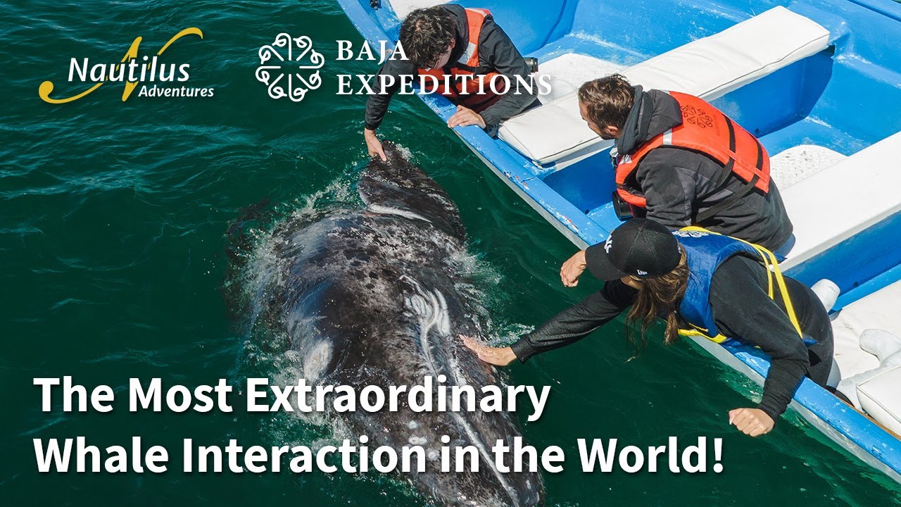 San Ignacio - The Most Extraordinary Whale Interaction in the World. #baja #graywhale #sanignacio