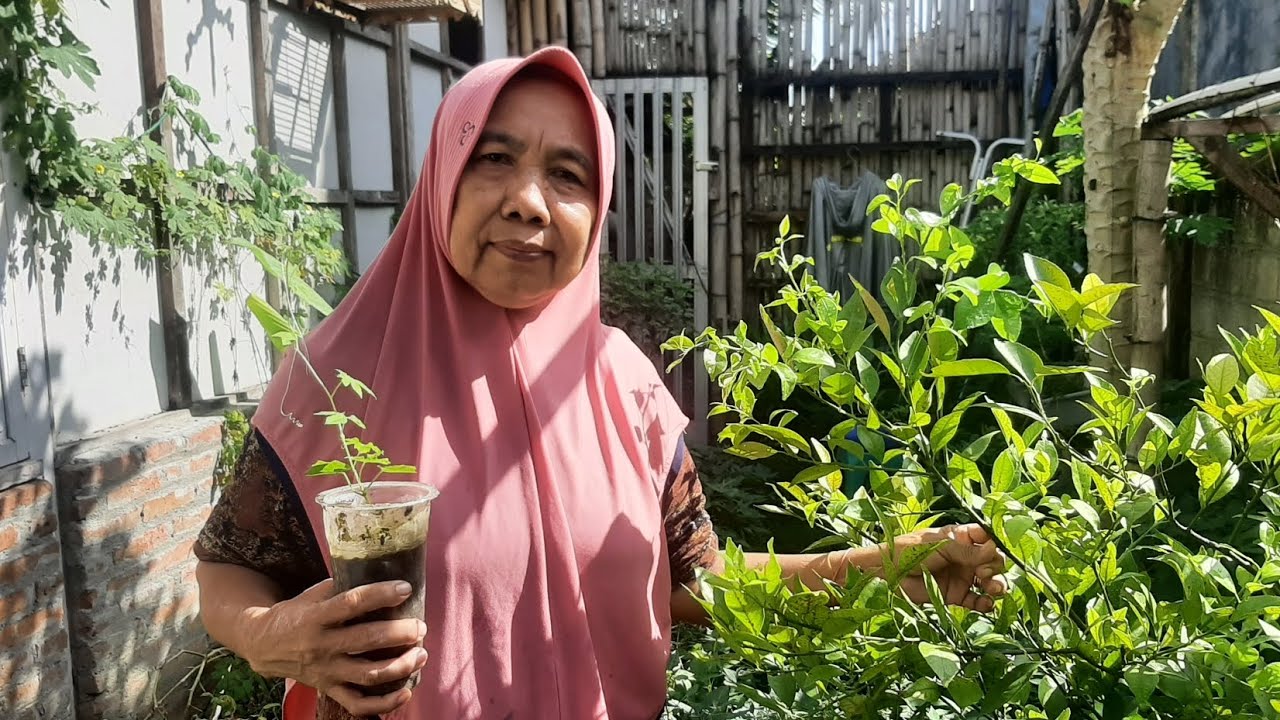 TUNAS BARU KEBUN MBAH KEMBAR JADI LEBIH ASRI 🌿😍