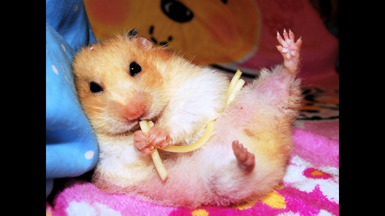Уборка в клетках хомяков (часть 1) / Cleaning hamster's cages