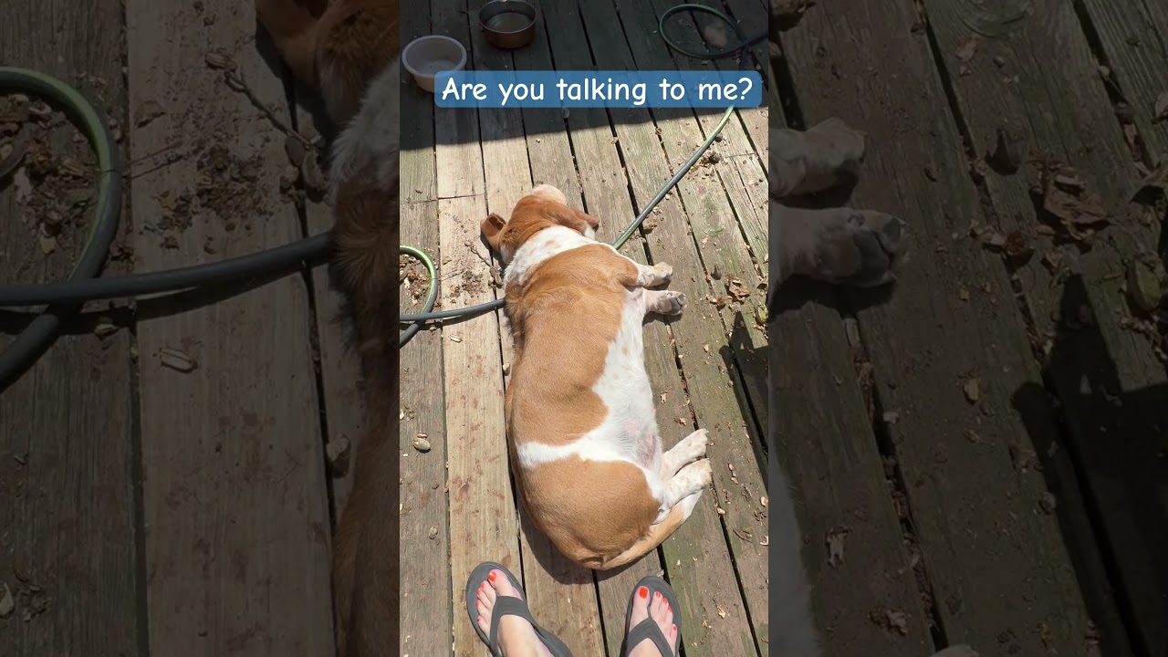 Say Something Worth Listening to.. #lifewithdogs
