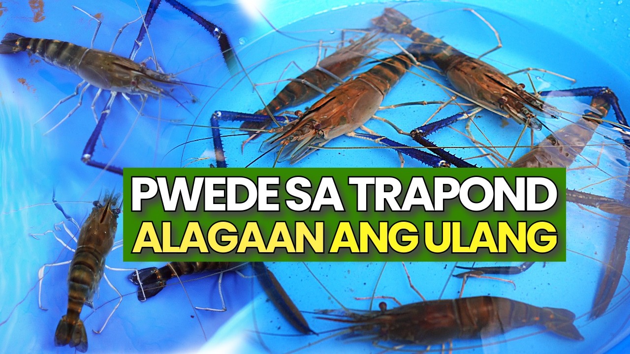 Ulang Farming, Tubig Tabang at Trapond Set-up