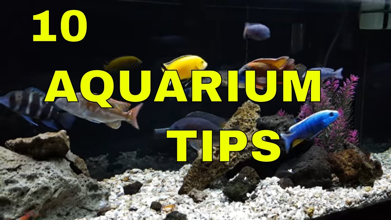 10 Aquarium Tips: Successful African Cichlid Keeping