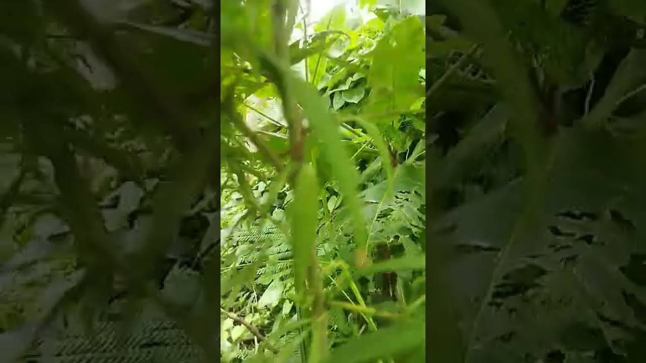 #ganjatree  🍁💥 #westbengal 🍁🍁 #shot #shorts🌳🌲☘️