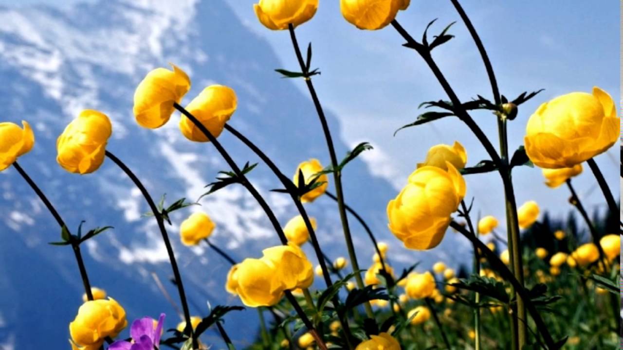 &clubs; Lucrezia's Theme -  Franco Micalizzi &clubs;