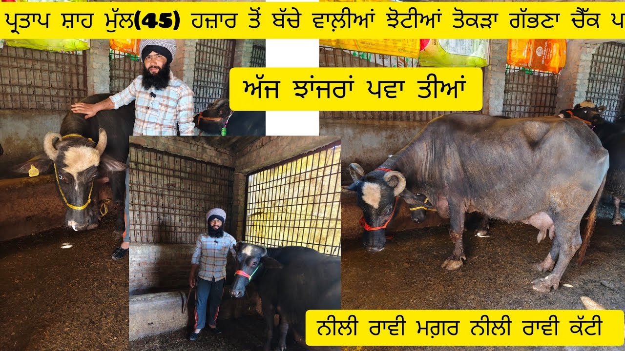 #date (23-01-26) ਪ੍ਰਤਾਪ ਸ਼ਾਹ ਆਗਿਆ ਸੱਤ ਅੱਠ ਝੋਟੀਆਂ ਮੱਝਾਂ ਬੱਚੇ ਵਾਲ਼ੀਆਂ ਵਿਚ ਤੋਕੜਾ ਗੱਭਣਾ ਚੈੱਕ 