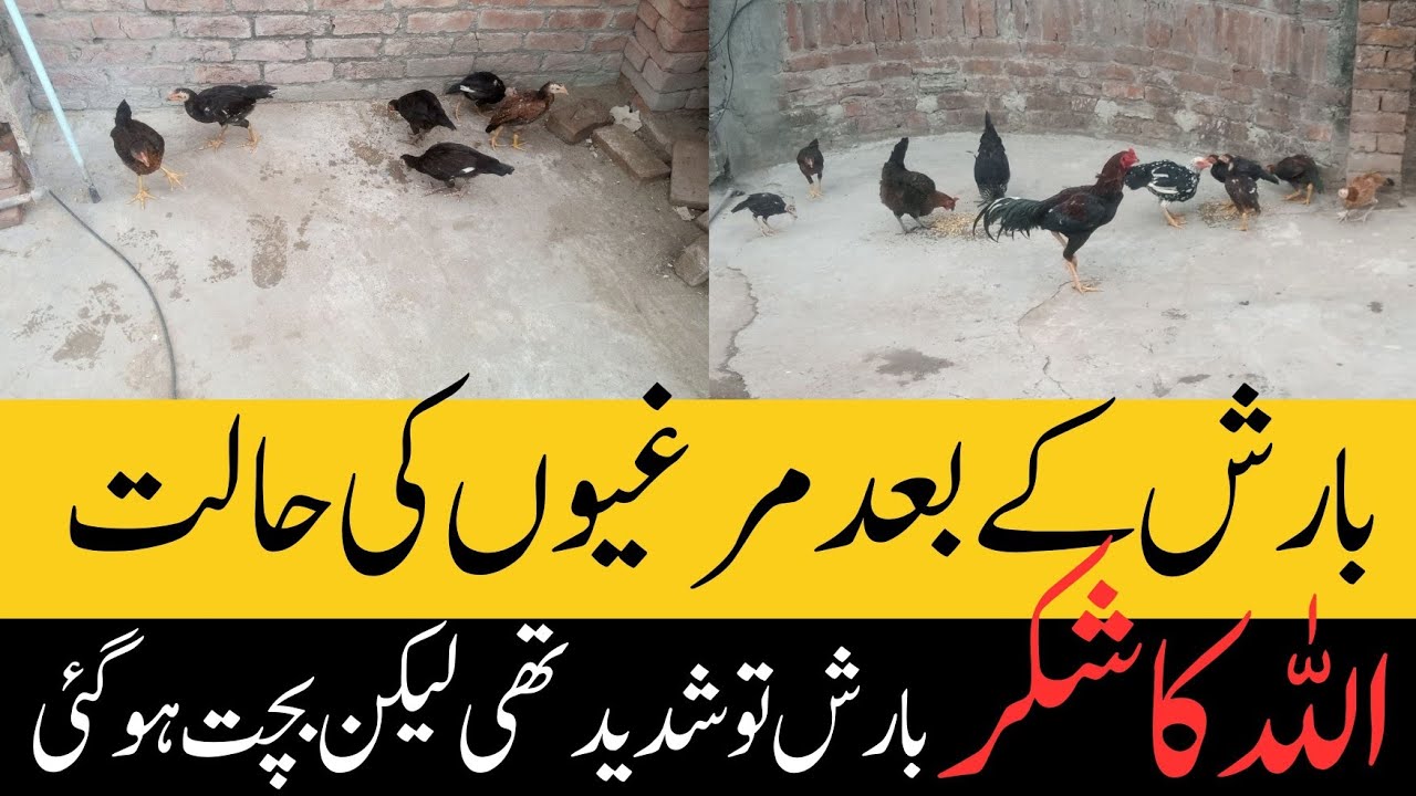 Barish k bad Murgion ki halat || Laper wahi ki gunjaish nai || Tips with Mr. R