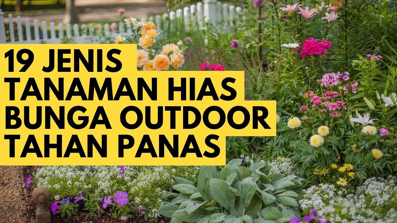 19 Jenis Tanaman Hias Bunga Outdoor Tahan Panas Untuk Pekarangan Rumah