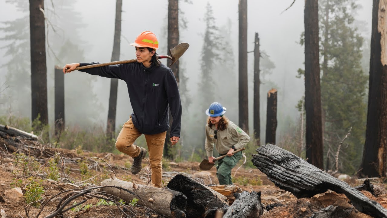 Reforesting California after Wildfire