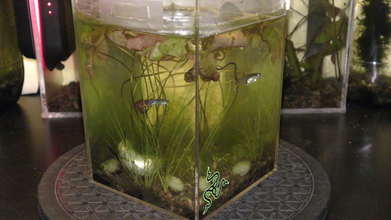 Natural Aquarium Fish Care