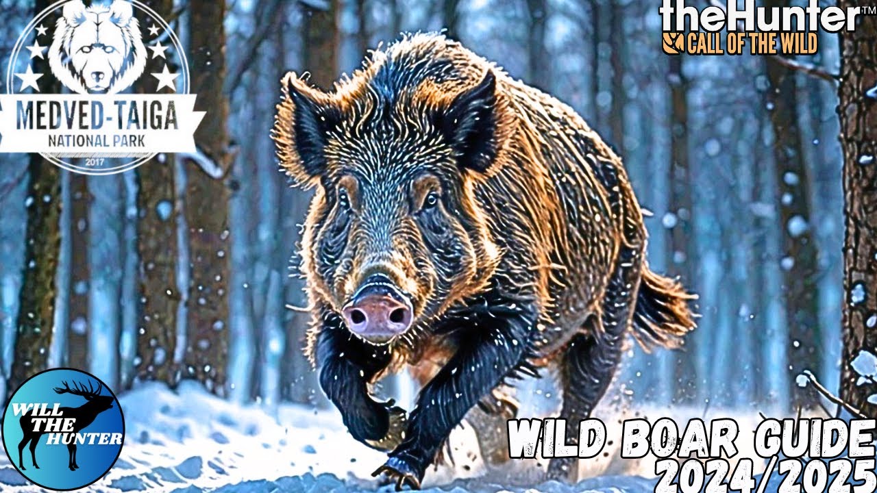 Medved Taiga Wild Boar Guide | TheHunter Call Of The Wild 24/25