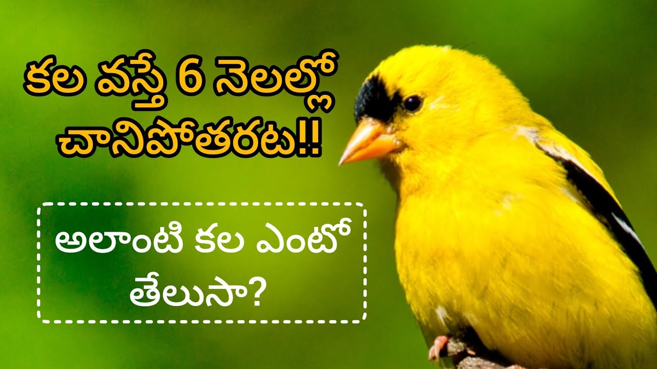 ఇలాంటి కల వస్తే 6 నెలల్లో చనిపోతారట !!||ఆ కల ఎంటో తెలుసా..?||intresting facts||#10||