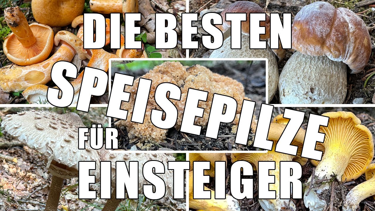 Die 10 besten Speisepilze f&uuml;r Anf&auml;nger | Risikoarme Pilze die man auch als Einsteiger sammeln kann