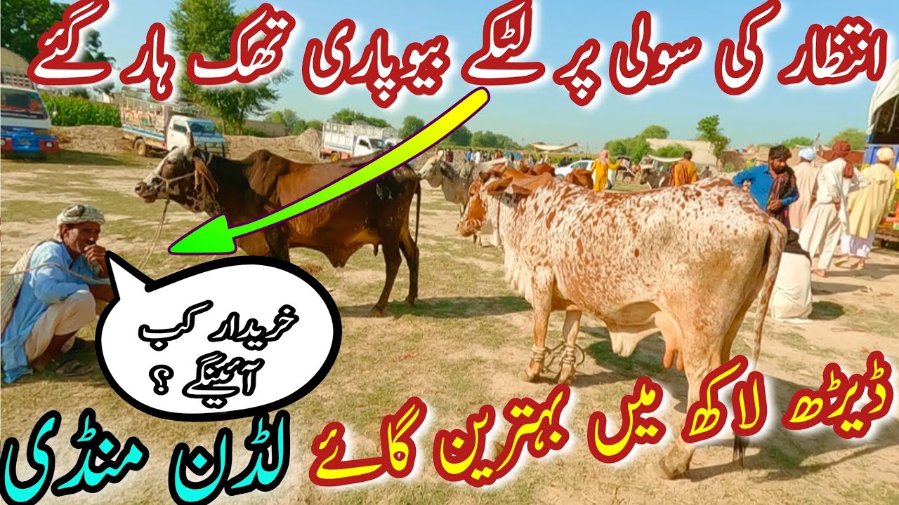 LUDDAN COW MANDI LATEST PRICE UPDATE || Sahiwal Cholistani Bakhri Cow In Pakistan || Dairy Farming