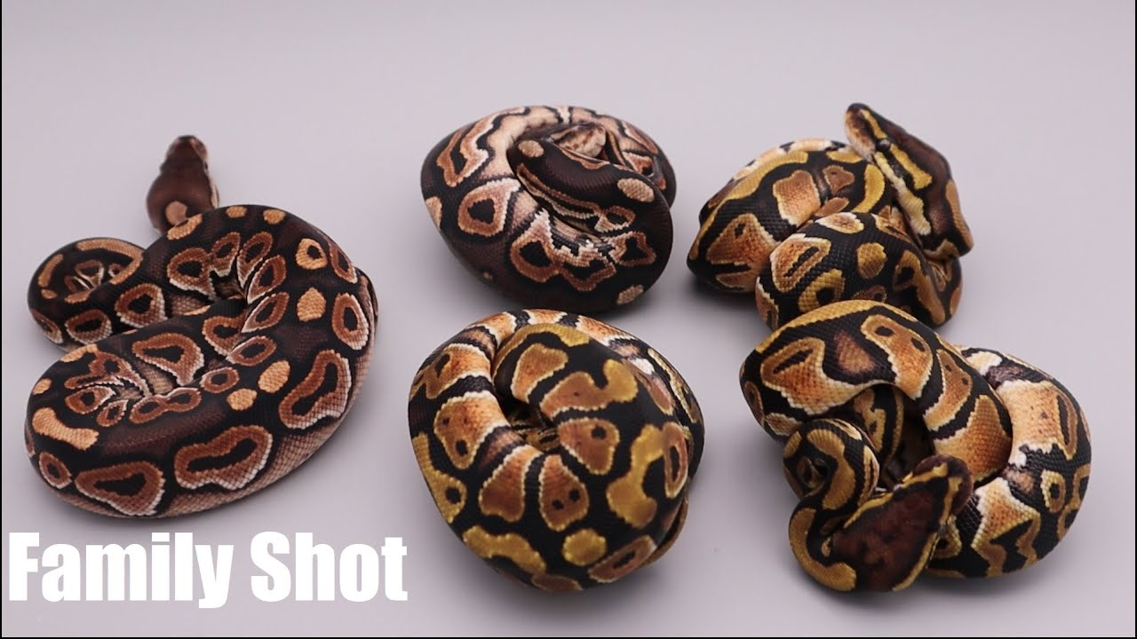 Update on Cinny 100% Het Clown Clutch and Last years Ball Pythons Hatchlings