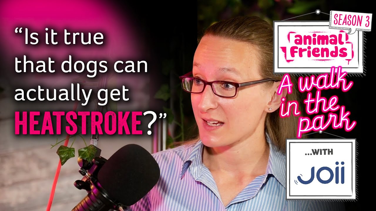 Breaking the ice on hot weather myths with Joii Pet Care