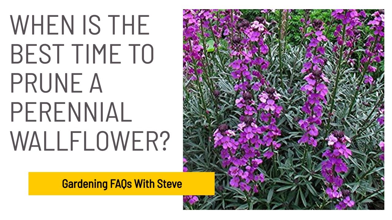 When is the best time to prune a perennial wallflower? | Gardening for Beginners