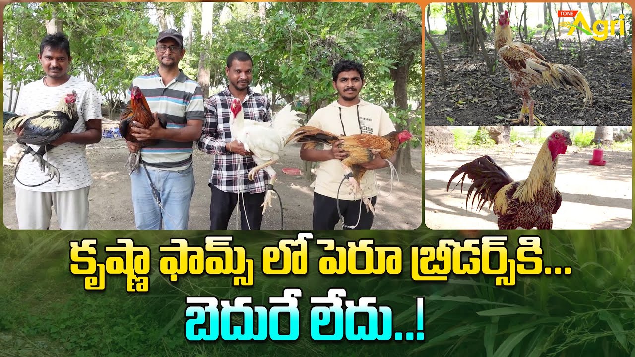 Top Peruvian Breeds Farming | కృష్ణా ఫామ్స్ లో పెరూ బ్రీడర్స్‌కి... బెదురే లేదు..! Tone Agri