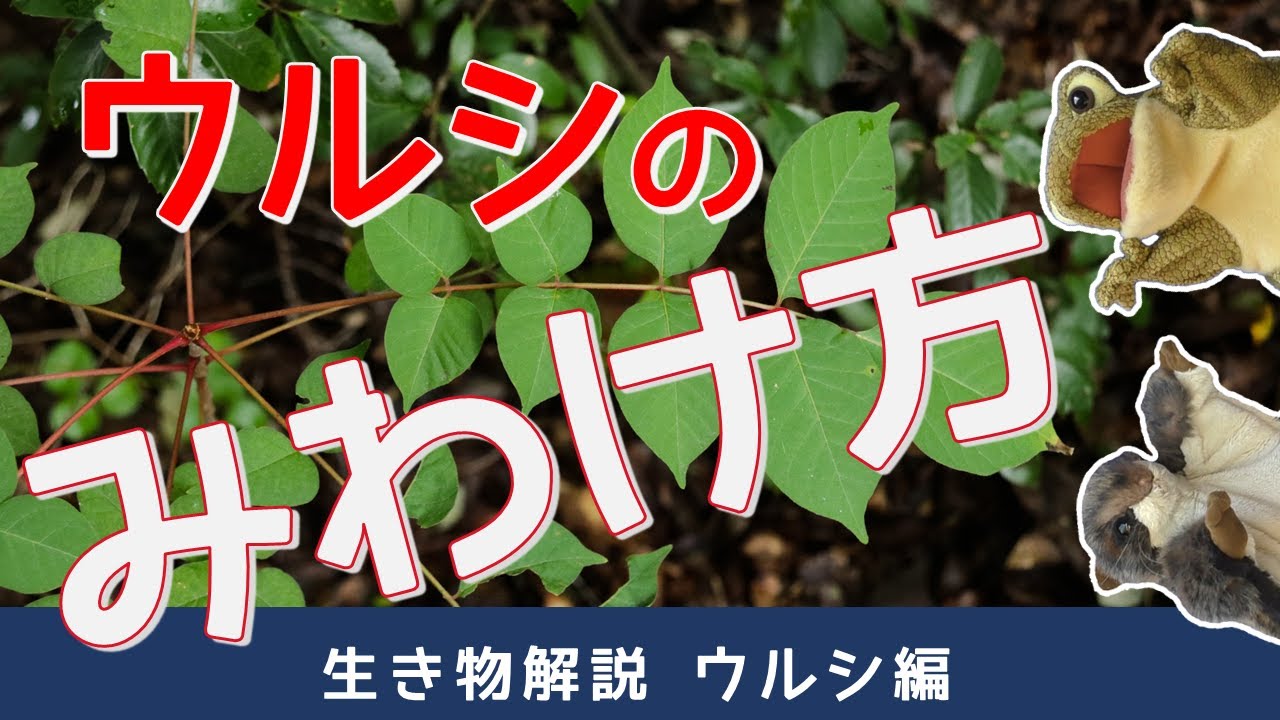 ウルシ編【生き物解説】ウルシの赤い軸は赤信号！？