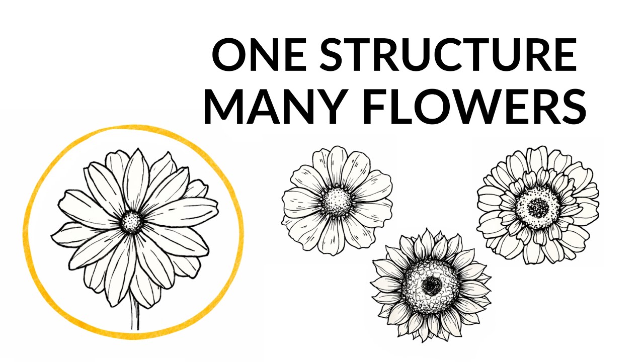 If You Can Draw a Daisy, You Can Draw Dozens of Flowers