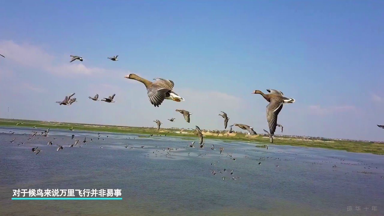 【环华十年】航拍中国最大淡水湖“鄱阳湖”100万候鸟迁徙，全世界95%的白鹤都在这里！
