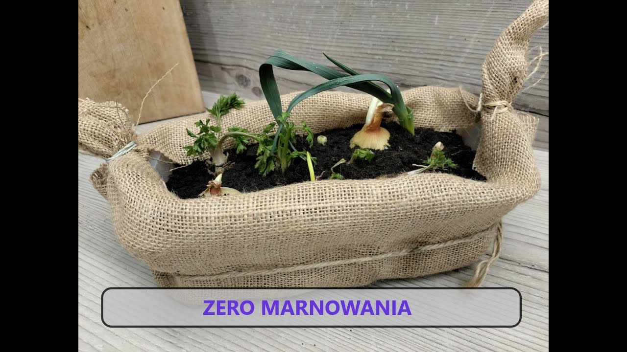 Jak wyhodować własną zieleninę z resztek? Zero marnowania