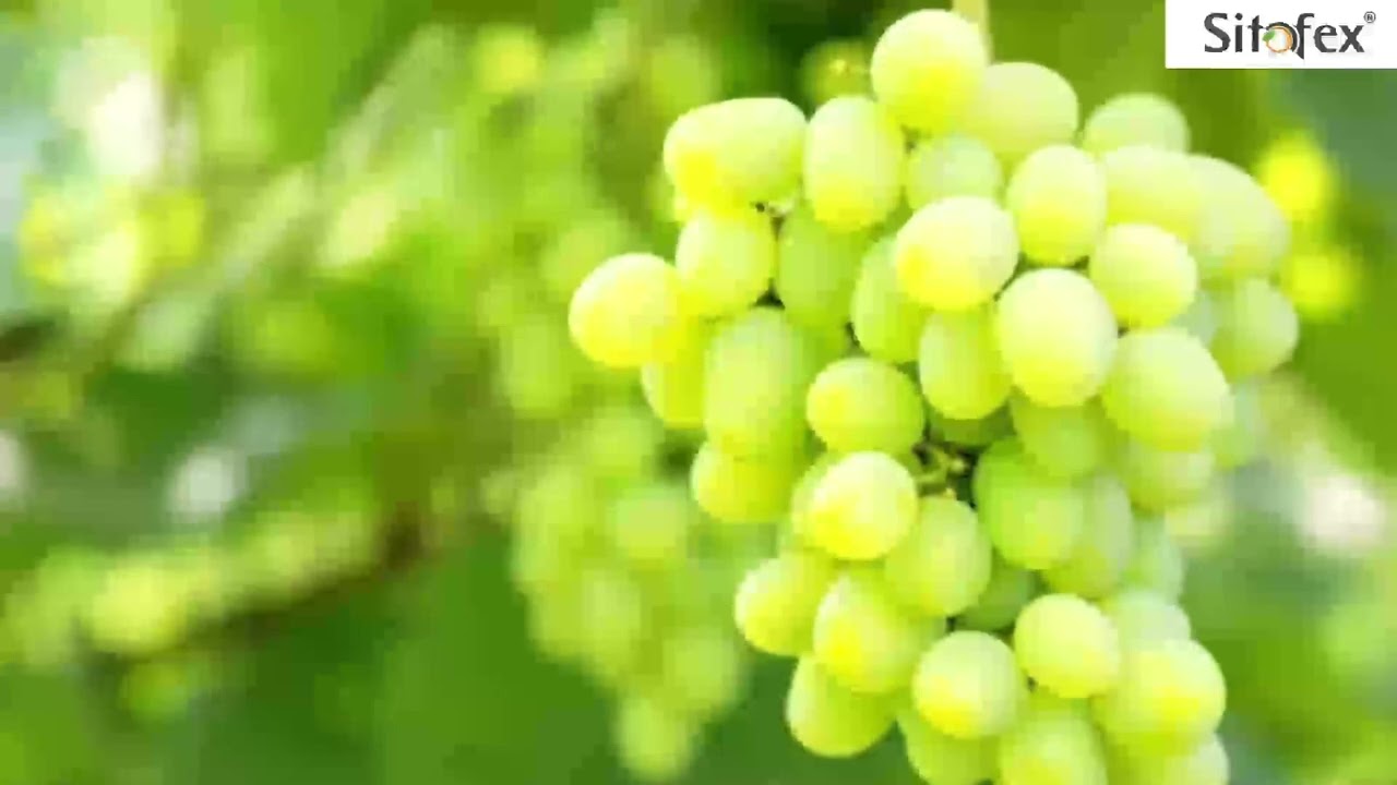 Sitofex Kannada Lo Res