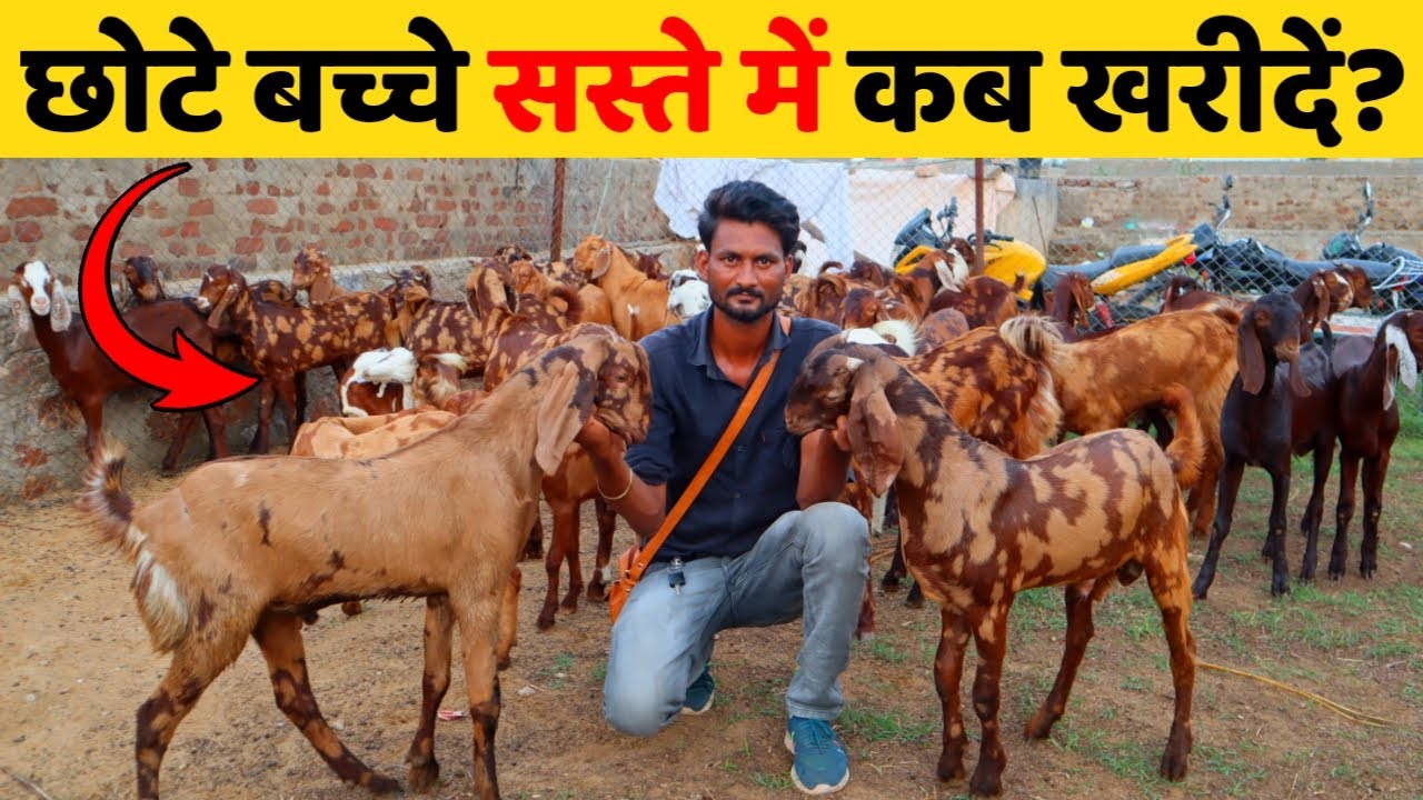 सिरोही और गुजरी के छोटे बच्चे कब खरीदें सस्ते में कब मिलेंगे? Harish Yadav