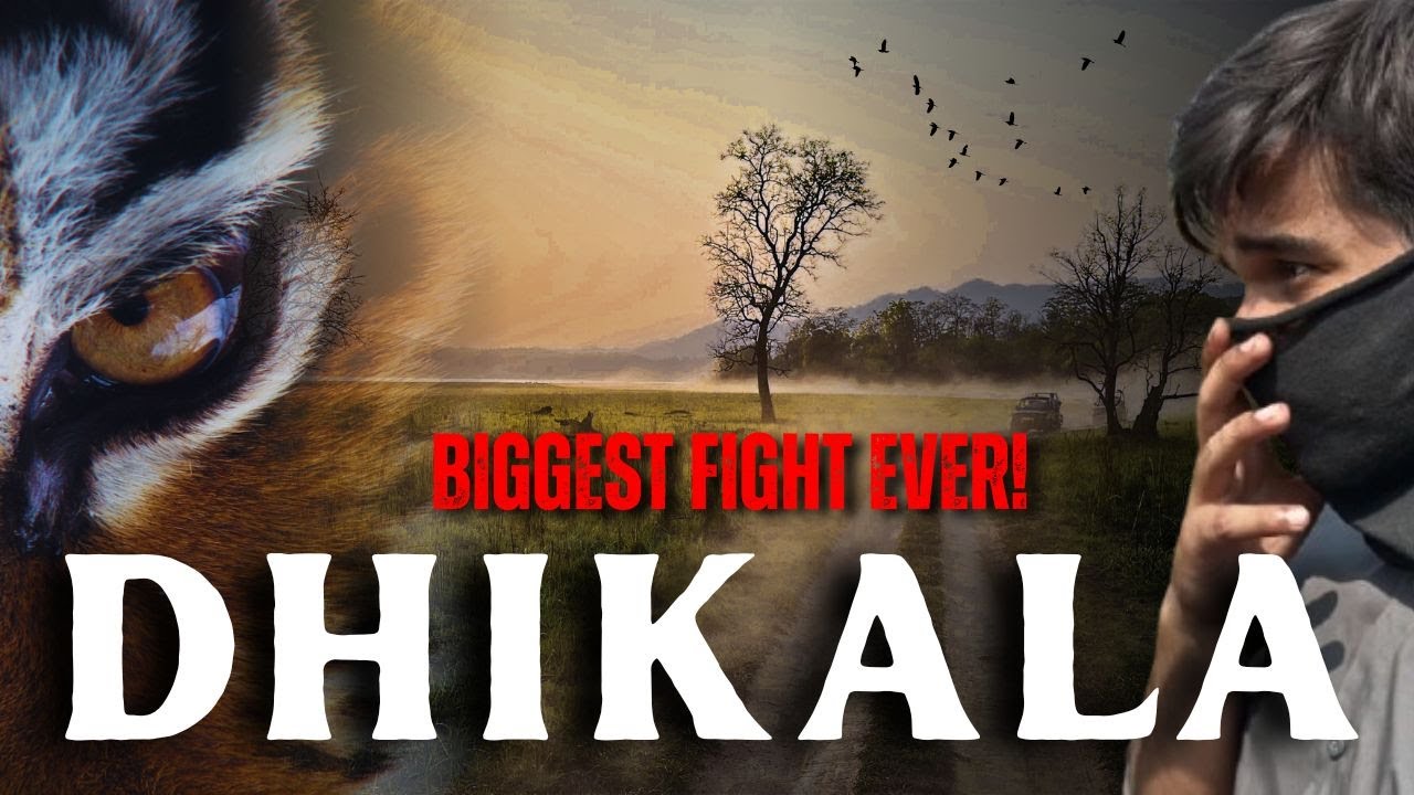 Dhikala Mein Tiger Fight 😱 | Elephant Ka Gussa & Masai Mara of India | Jim Corbett Safari