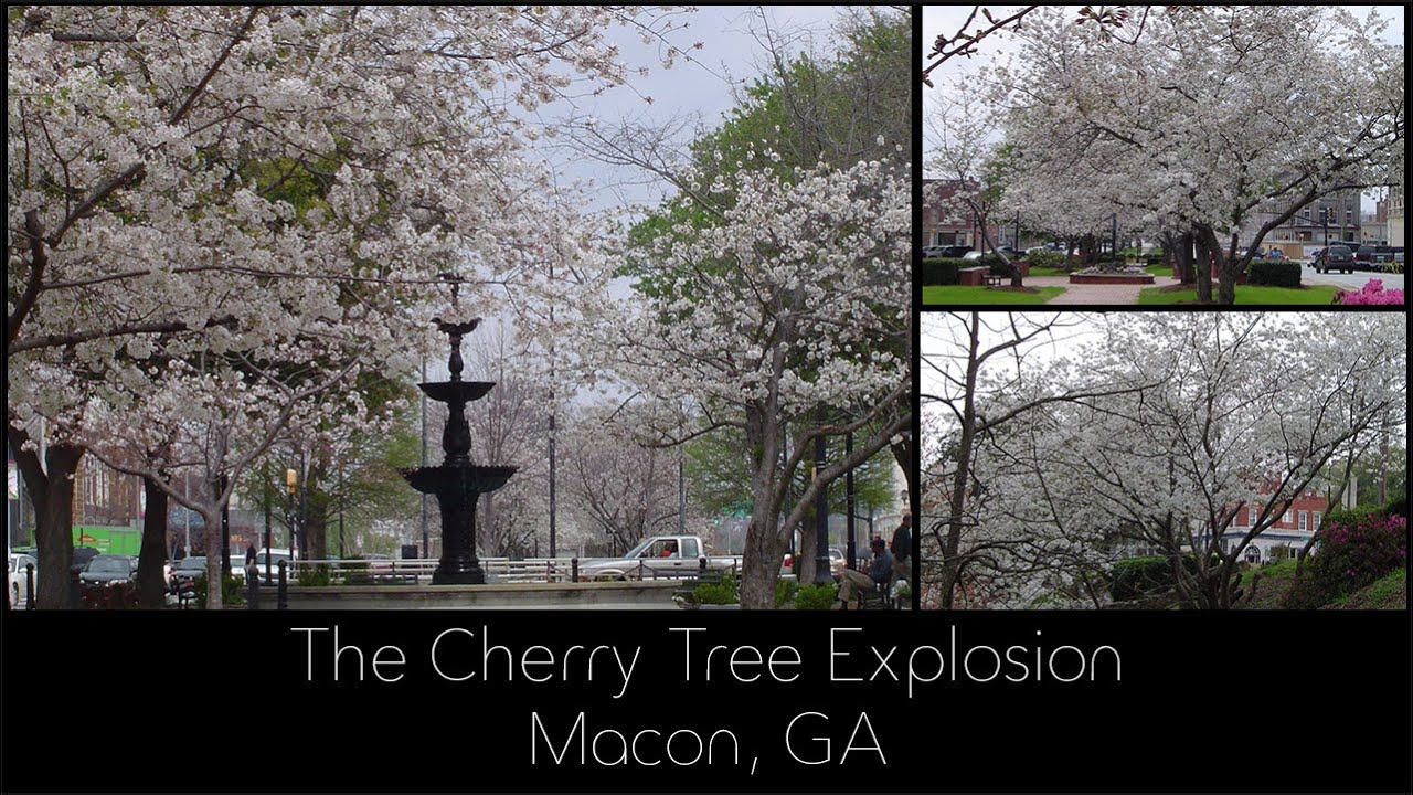 The Cherry Tree Explosion in Macon, GA