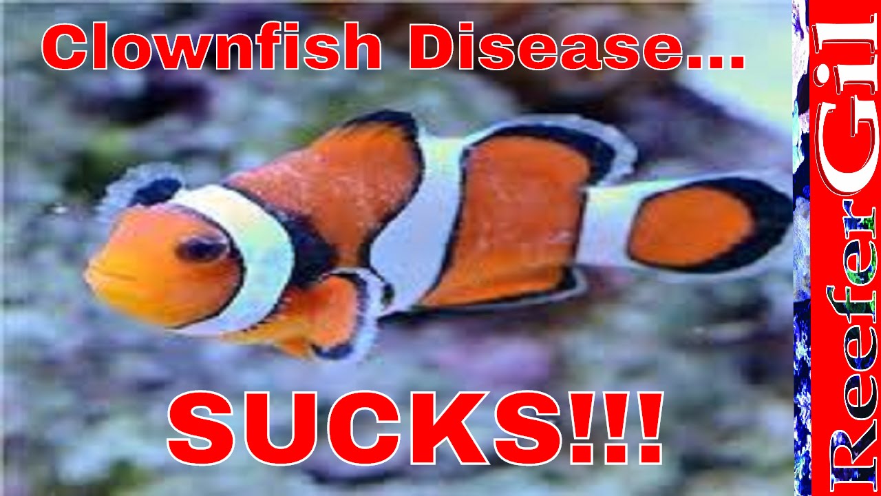 How To Treat Brooklynella- Clownfish Disease