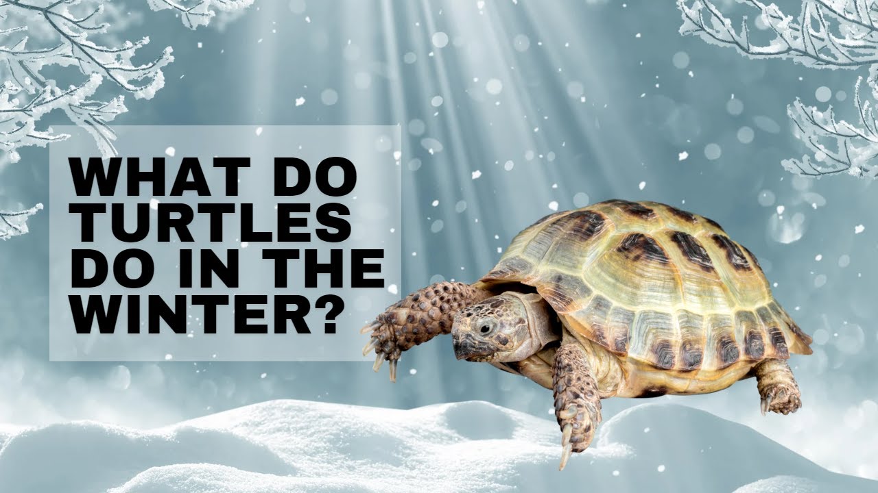 Turtles in Winter: How They Adapt and Survive the Cold