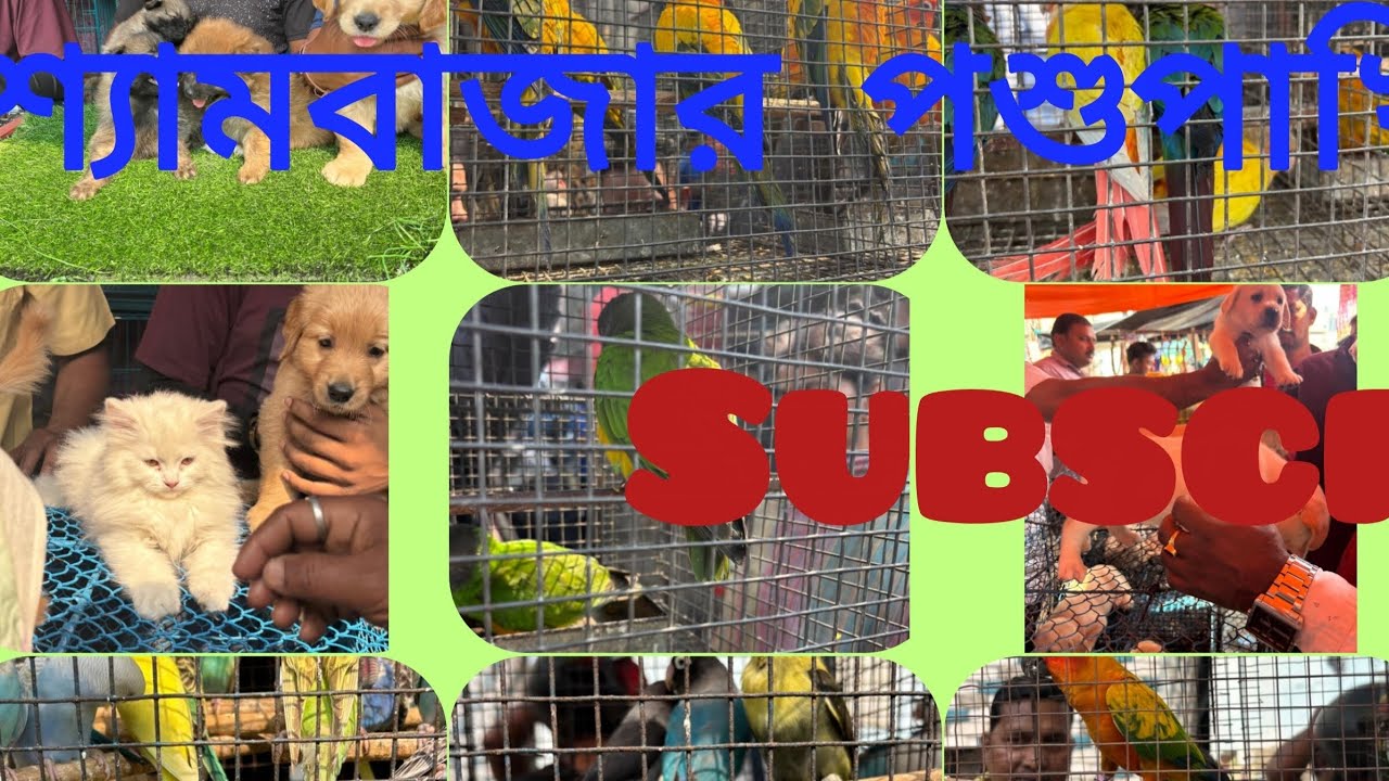 Shayam bazar pets market. 