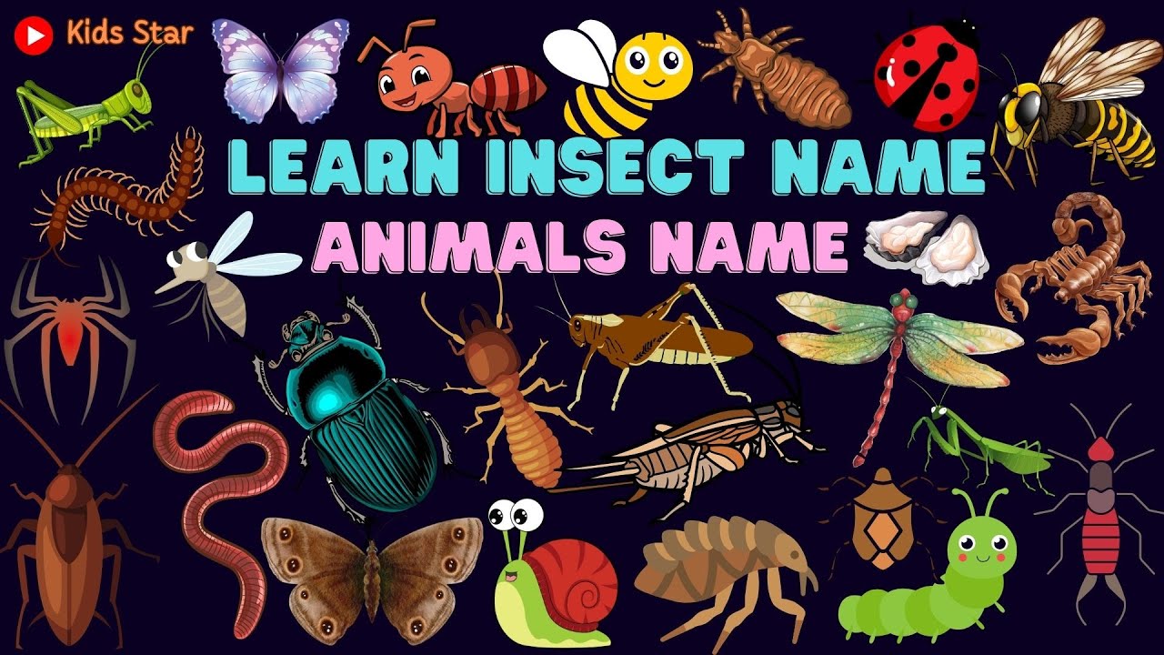 BELAJAR NAMA HEWAN SERANGGA BAHASA INDONESIA - INGGRIS | NAMES OF INSECT LEARN ANIMALS NAMA BINATANG