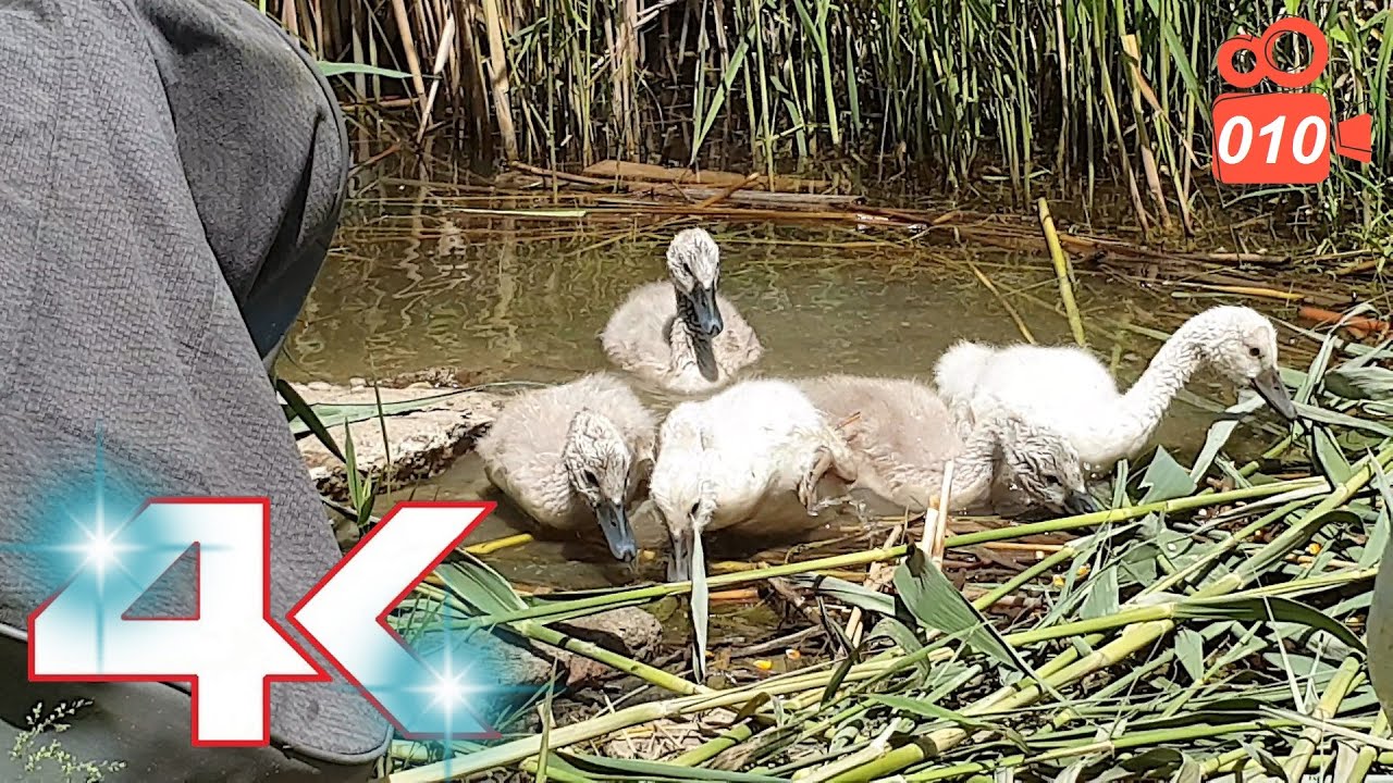 Cygnets enjoy on a sunny day - Hissing Swan Family 4K video 010