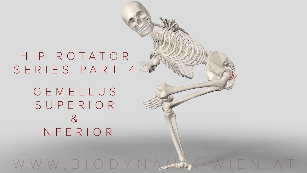 Hip Rotator Series Part 4: Gemellus Superior & Inferior (3D Animation)