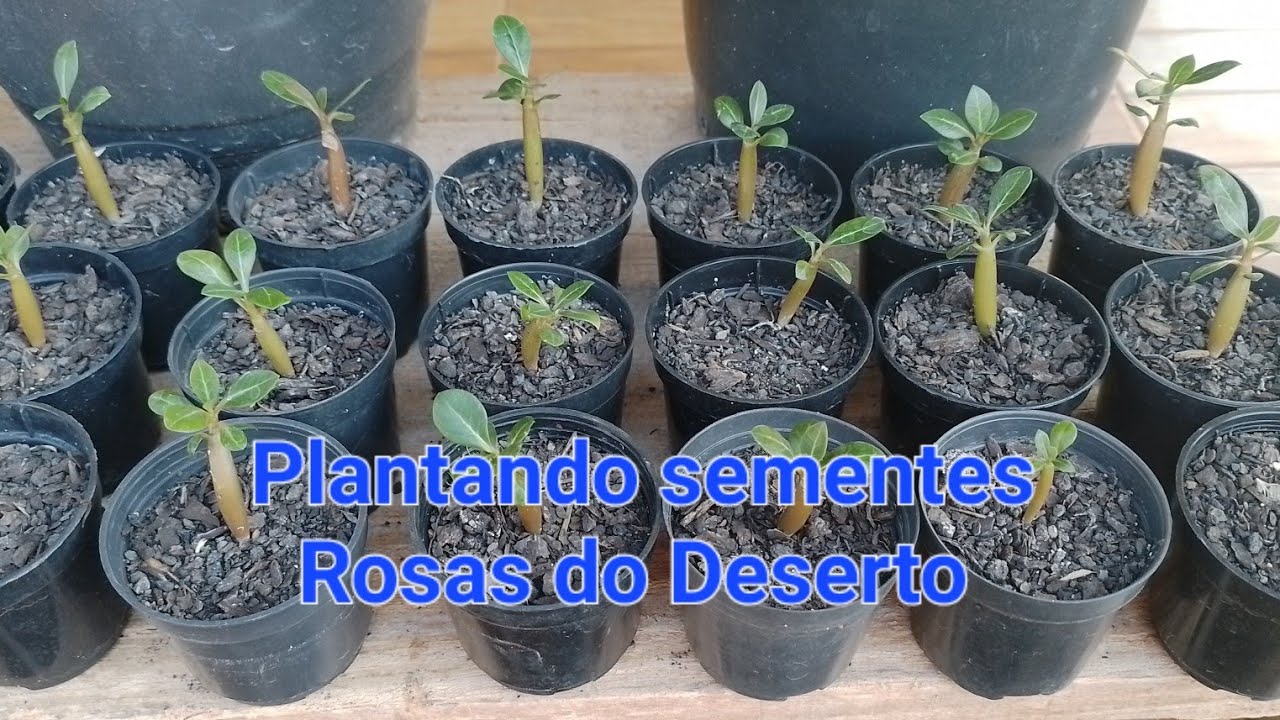 Plantio de sementes Rosas do deserto.