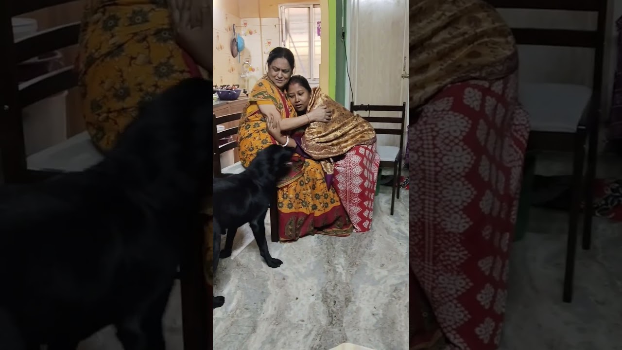 My Labrador Rani video 665