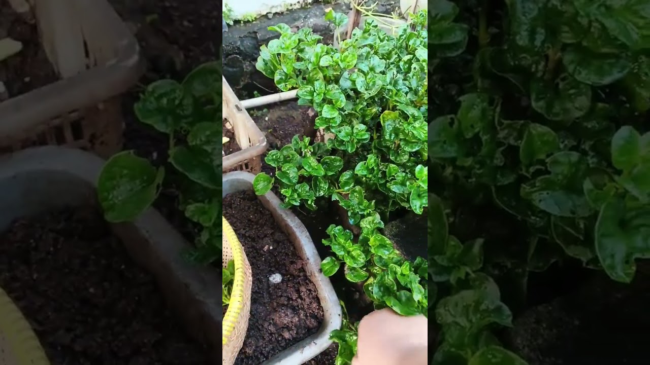 Masih menunggu buah pepaya berbuah,petik bayam Brazil SM bawang daun#gardening#hobi#🥰💪